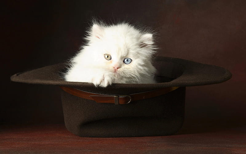 cat in the hat, little, baby, cuddly, animal, cute, graphy, kitten, white, blue, HD wallpaper
