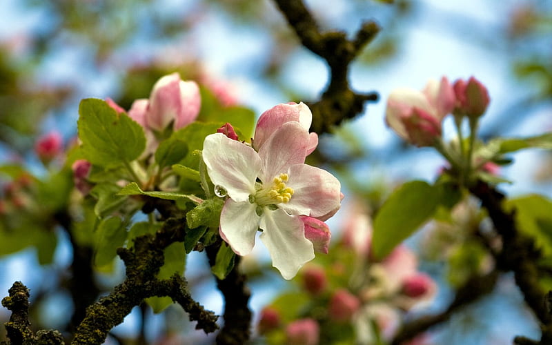 Apple Blossom, HD wallpaper