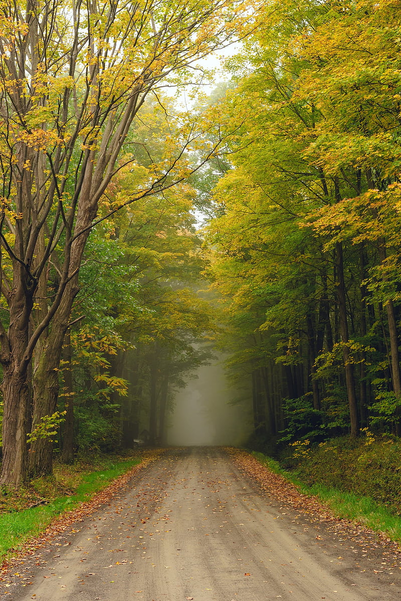 road, trees, fog, forest, HD phone wallpaper