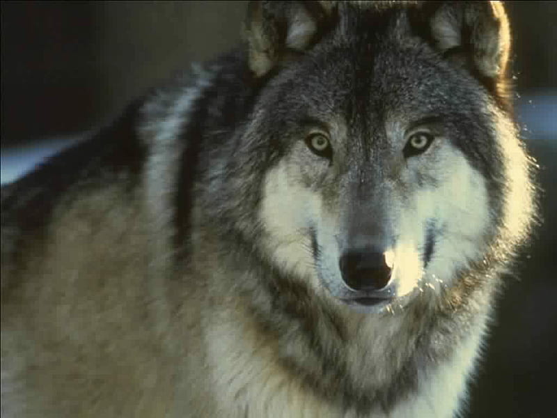 Alpha Male, lobo, bonito, wild life, animal, graphy, wild dogs, nature,  wolf, HD wallpaper | Peakpx