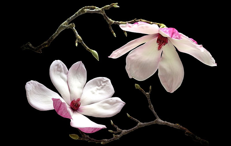 Magnolias, magnolia, flower, black, spring, white, branch, pink, HD wallpaper