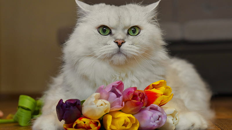 Green Eyes White Cat Is Sitting In Front Of Flower Bouquet Cat, HD wallpaper