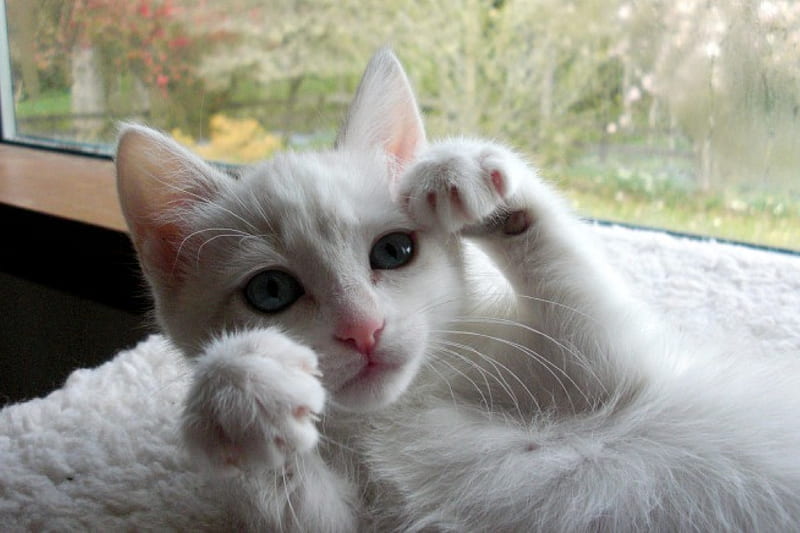 Bella as a young kitten, playful, bonito, white, kitten, loving, sweet, HD wallpaper