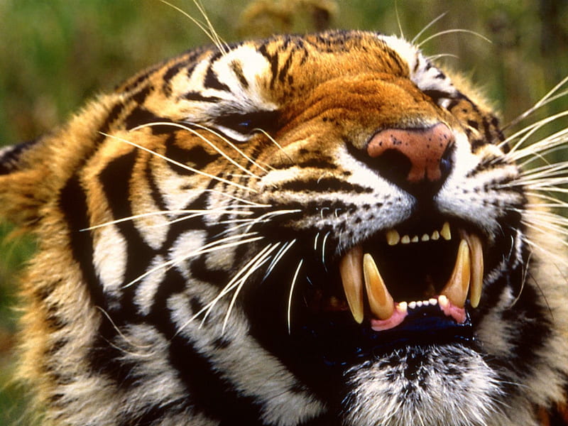 Bengal Tiger Primarily in India, sharpe, nose, stripes, mouth, tiger, india, cat, bengal, large, strong, white, eyes, fur, teeth, animals, HD wallpaper