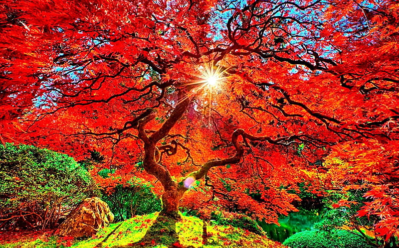 SUN SHINING THROUGH the RED BRANCHES in AUTUMN, colors of nature, colorful, autumn, sky, seasons, beams, leaves, sunrays, splendor, nature, red colors, branches, HD wallpaper