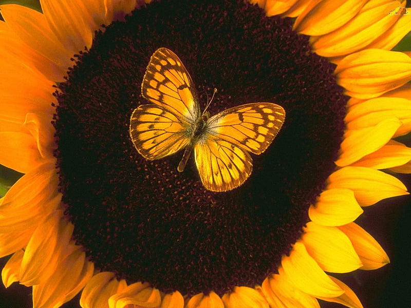 Butterfly-on-sunflower, butterfly, flower, nature, sunflower, animal, HD wallpaper