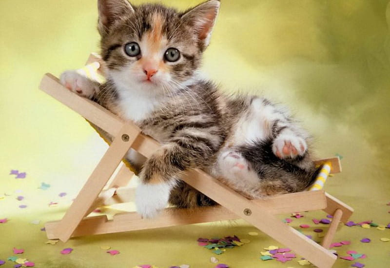 Kitty on small chair, little, fluffy, bonito, adorable, small, animal, sweet, nice, chair, sunbed, look, lovely, kitty, joy, cat, cute, funny, petals, kitten, wooden, HD wallpaper