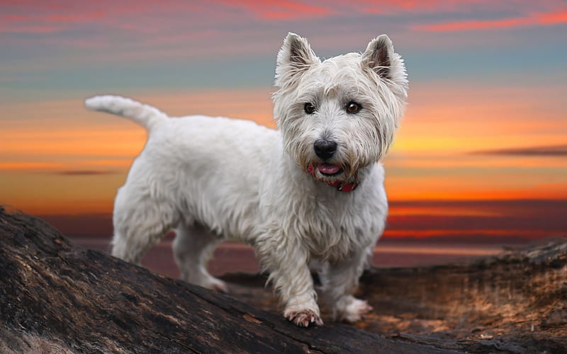 West Highland White Terrier Dog mountains, white Westie, Westie, cute animals, pets, Westy Dog, dogs, West Highland White Terrier, HD wallpaper