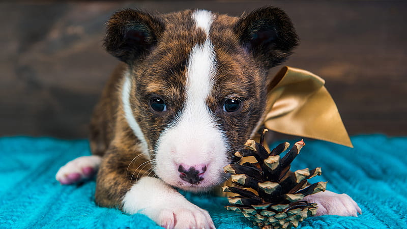 Baby Pit Bull Puppy Is Sitting On Blue Carpet Animals, HD wallpaper