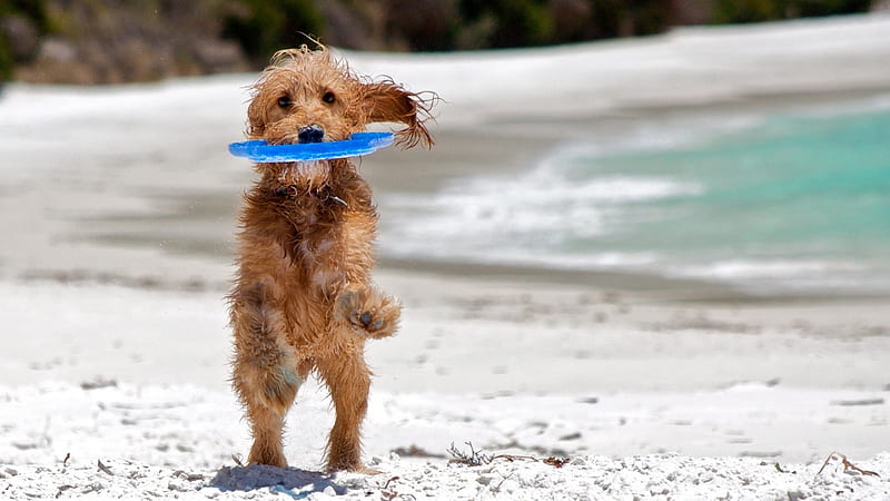Wanna play with me ?, playing, cute, beach, pose, dog, frisbee, HD wallpaper
