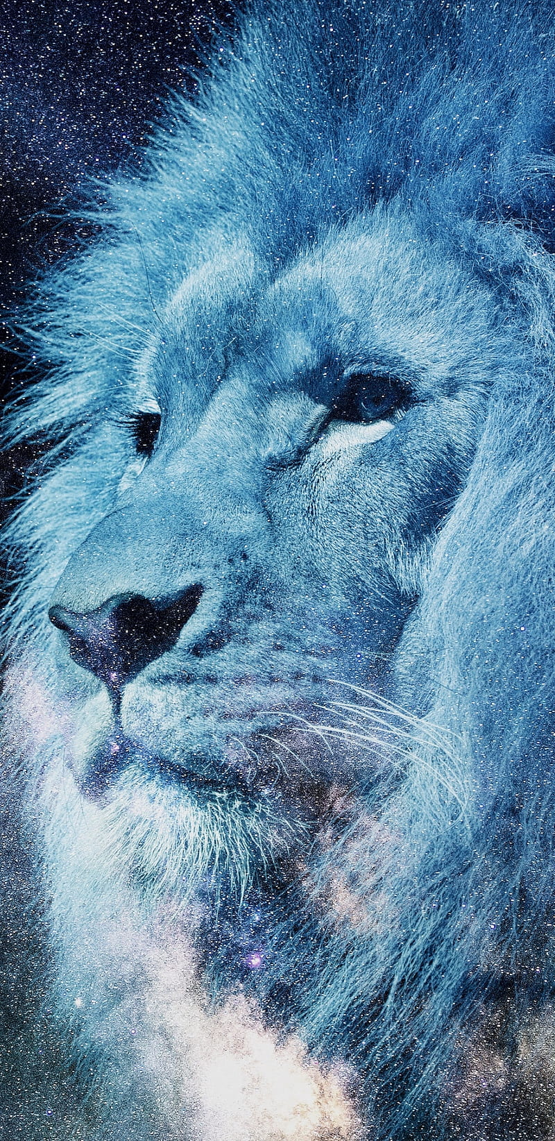 León, rey, lio n, leones, Fondo de pantalla de teléfono HD | Peakpx