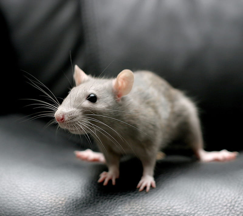 Download Cute Rat Inside A Blanket Picture  Wallpaperscom