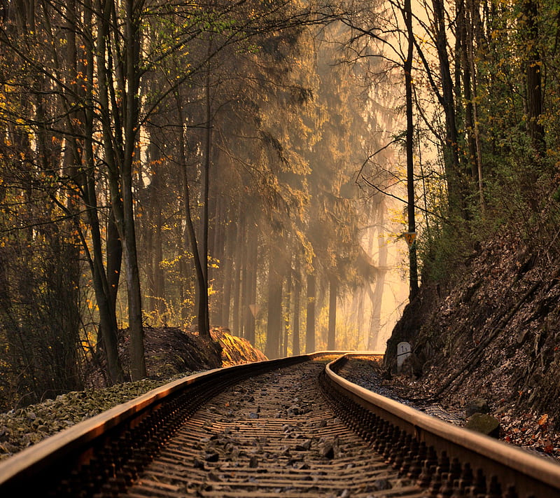 Forest train track, look, nice, HD wallpaper