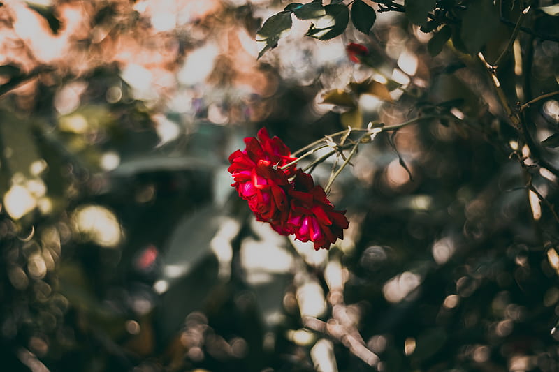 rose, red, flower, plant, bloom, HD wallpaper