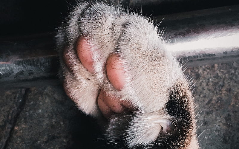 Paw, cute, azaz merchant, black, pisici, pink, white, cat, HD wallpaper