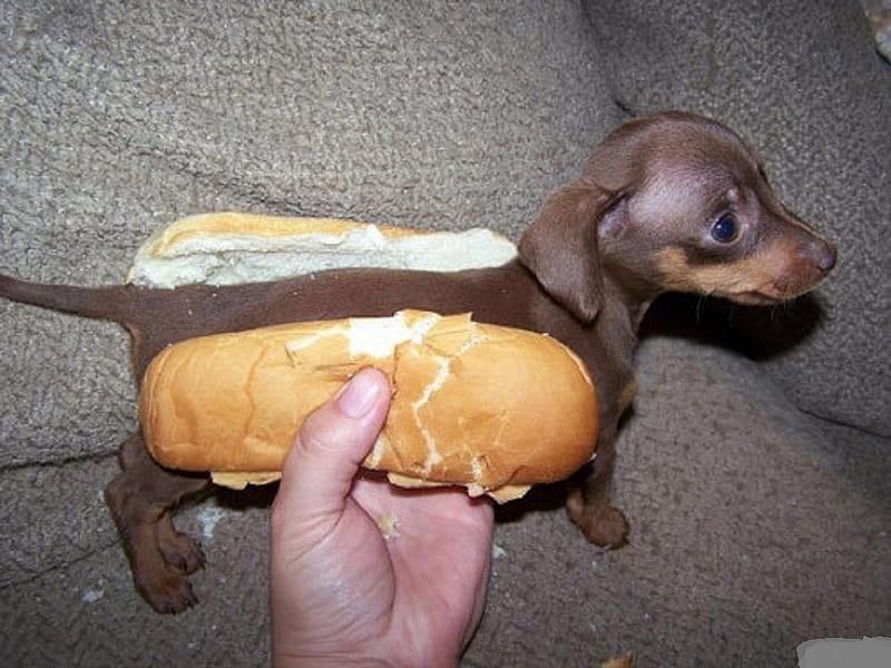 Wiener dog, white kid, hot dog, food, bread, lol, 1000 s, hand, dogs, puppy, dog, HD wallpaper