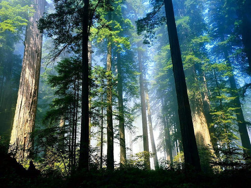 Tall Trees, forest, nature, trees, HD wallpaper