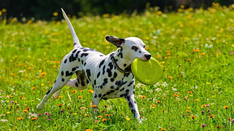 dalmata, grass, dogs, play, HD wallpaper