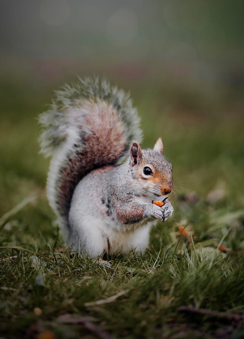 1000 Best Squirrel Photos  100 Free Download  Pexels Stock Photos