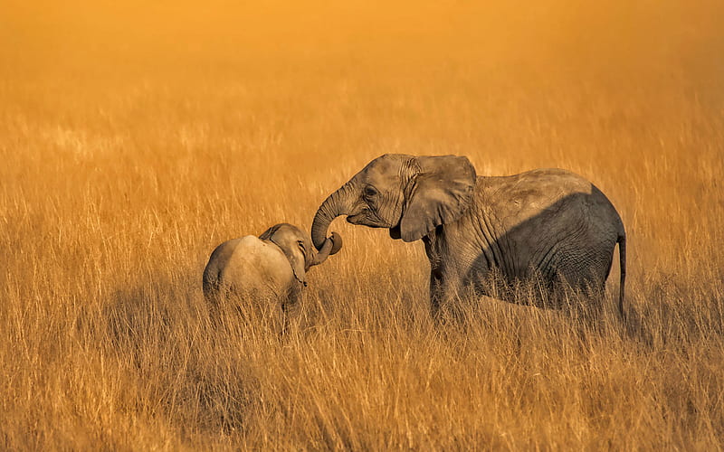 African elephants, mother and cub, african steppe, small elephant, savannah, wildlife, elephants, grassland, Africa, Loxodonta africana, HD wallpaper