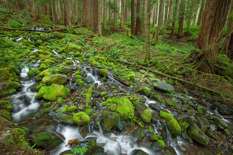 Green World, stream, high definition, nice, stones, multicolor, colored, environment, creeks, beauty, forests, paisage, wood, rivers, paysage, black, olympic national park, trees, panorama, cool, awesome, hop, white, landscape, world, colorful, scenic, brown, bonito, carpet, trunks, graphy, leaves, green, moss, grove, scenery, amazing, herbes, multi-coloured, national parks, view, foam, colors, creek, maroon, leaf, paisagem, plants, colours, nature, branches, natural, scene, HD wallpaper