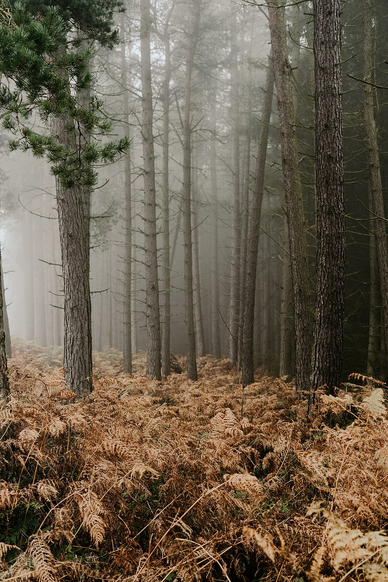 forest, fog, trees, fern, autumn, HD phone wallpaper