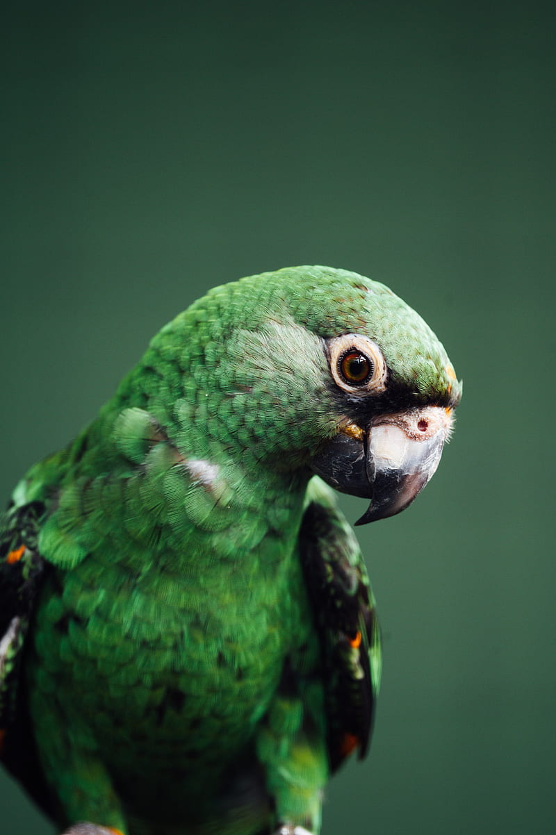 parrot, bird, green, wildlife, HD phone wallpaper