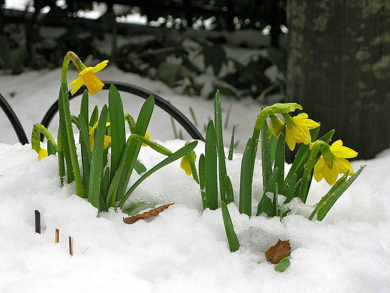 snowy daffodils, snow, daffodils, flowers, bonito, field, HD wallpaper