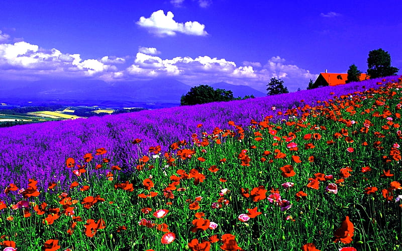Blooming Flowers Field, house, flowers, nature, lavender, clouds, sky, field, landscape, HD wallpaper