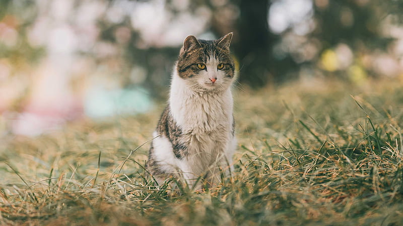 Black White Yellow Eyes Is Sitting On Green Grass In White Blur Bokeh ...