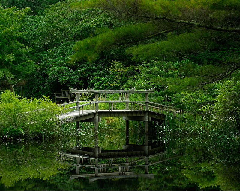 Lakeside, bridge, forest, green, jungle, nature, river, trees, HD wallpaper
