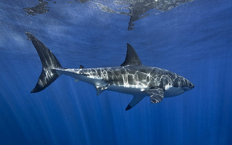 Great white shark, predator, shark underwater, white shark, ocean, underwater world, HD wallpaper