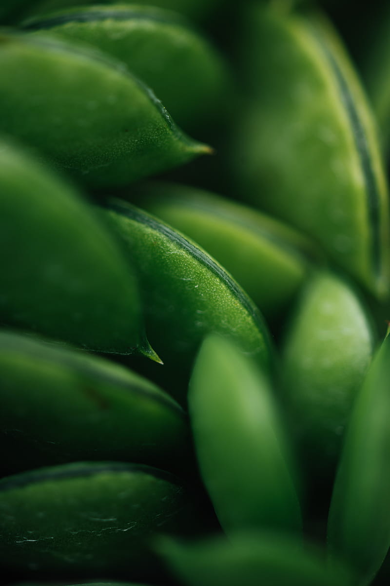 plant, succulent, macro, green, HD phone wallpaper