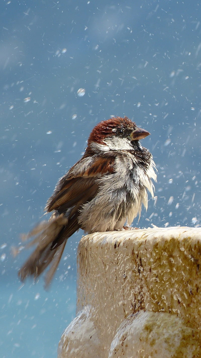sparrow , fountain, bird, water drop, bonito, HD phone wallpaper