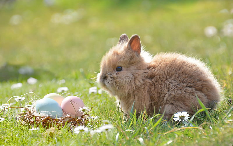 Happy Easter!, eggs, Easter, bunny, meadow, nest, HD wallpaper