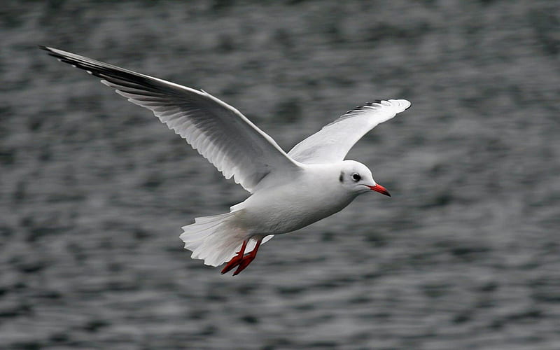 white flying seagull-Cute animals, HD wallpaper
