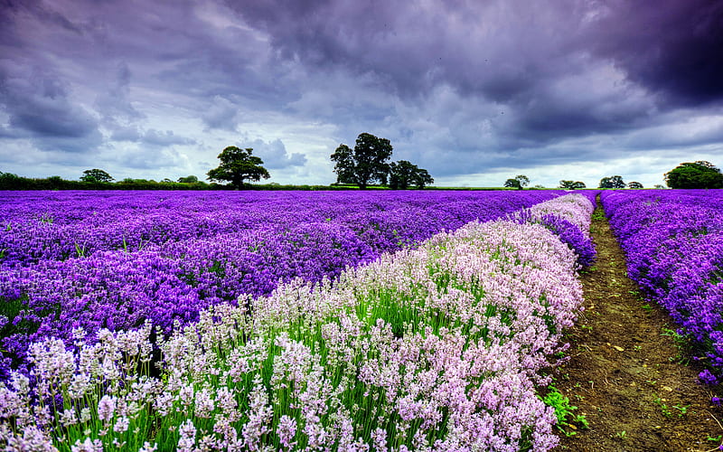 Field Of Flowers, pretty, bloosm, lavender, clouds, nice, flowers field, splendor, path, flowers, beauty, lovely, sky, storm, trees, lavendar, purple, blossoms, field, colourful, bonito, stormy, fields, way, pink, rows, feilds, cloud, view, purple flowers, colors, spring, tree, flower, peaceful, nature, HD wallpaper