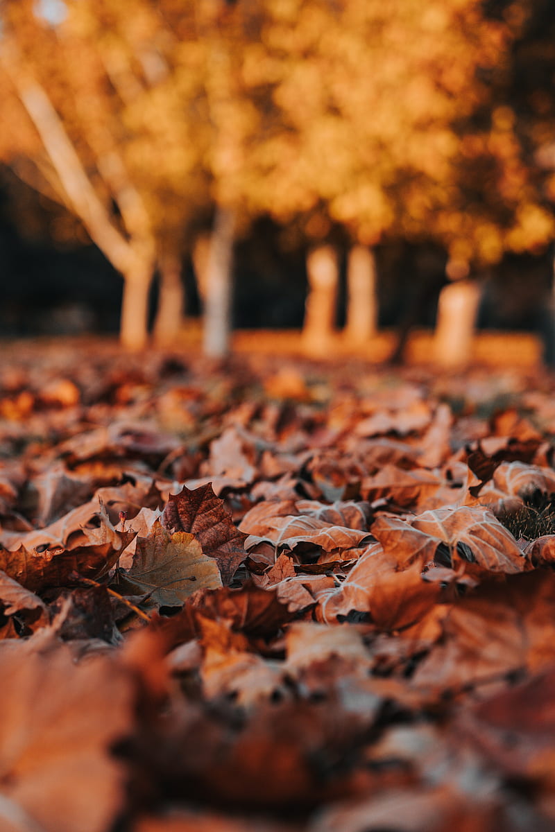 leaves, dry, autumn, nature, HD phone wallpaper