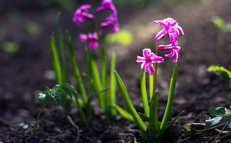 Spring Hyacinths Ultra, Seasons, Spring, Business, Flower, Beautiful, Garden, Pink, Light, Life, Plant, Blossom, Hyacinth, Epic, Growing, Violet, Lila, Raising, grow, increasing, hyazinthen, strenght, HD wallpaper