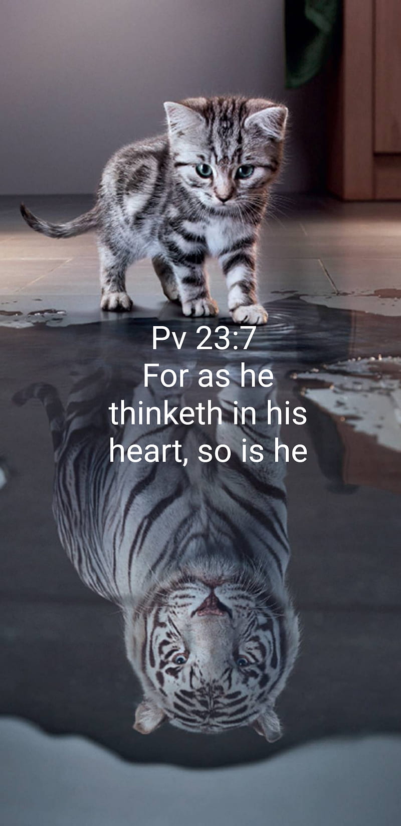 Proverbs 23 7, scripture, motivation, spiritual, cat, HD phone wallpaper