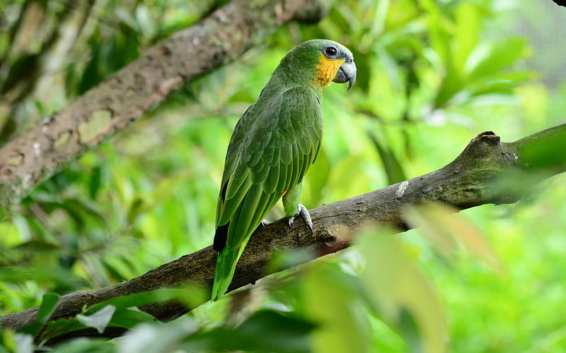 Rose-ringed parakeet, green big parrot, tropical birds, parrots, Indian parrot, India, HD wallpaper