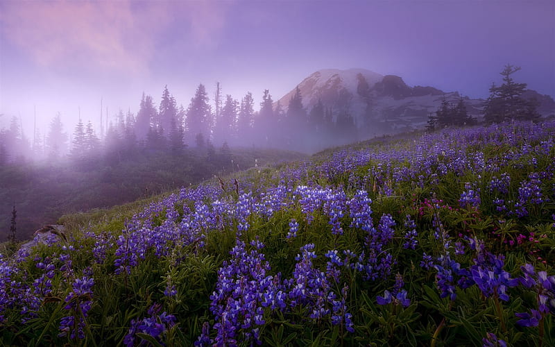Mount Rainier Cascade Range, Mazama Ridge, fog, morning, mountain landscape, sunrise, Seattle, USA, HD wallpaper