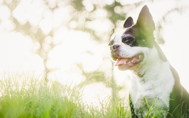 Boston Terrier, bokeh, close-up, dogs, lawn, cute animals, pets, Boston Terrier Dog, HD wallpaper