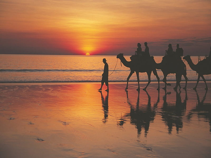Sunset at the beach, travel, silhouettes, browns, sunset, twilight, beach, shadows, nature, camels, reflections, safari, HD wallpaper