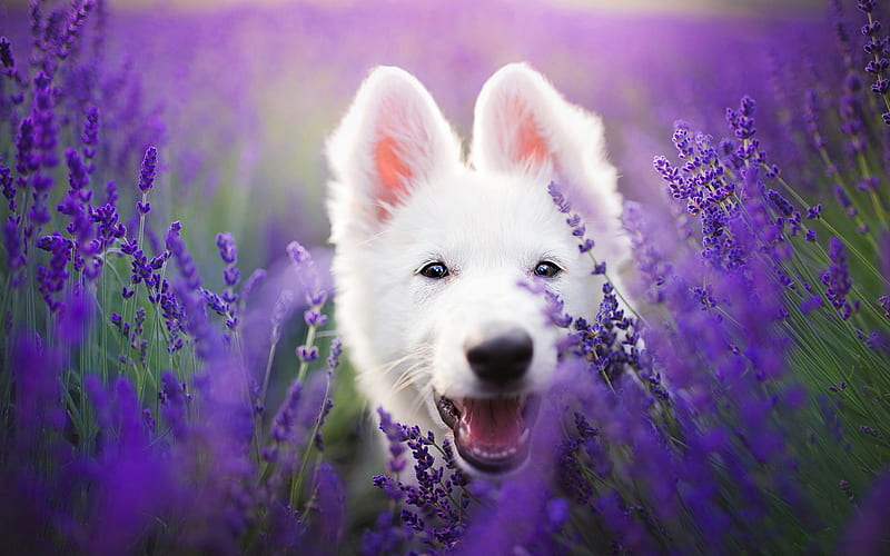 swiss shepherd dog, lavender, white dog, cute animals, pet dogs, white german shepherd, HD wallpaper