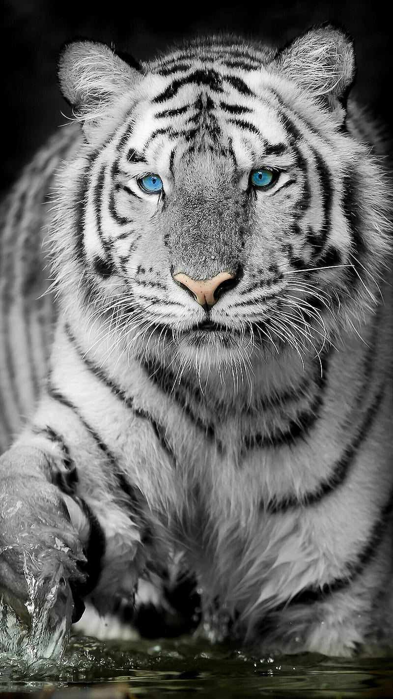 White Tiger with Blue Eyes Wallpaper  White Tiger Blue Glowing Eyes  Wallpaper   Trend  Tiger spirit animal White tiger Tiger pictures