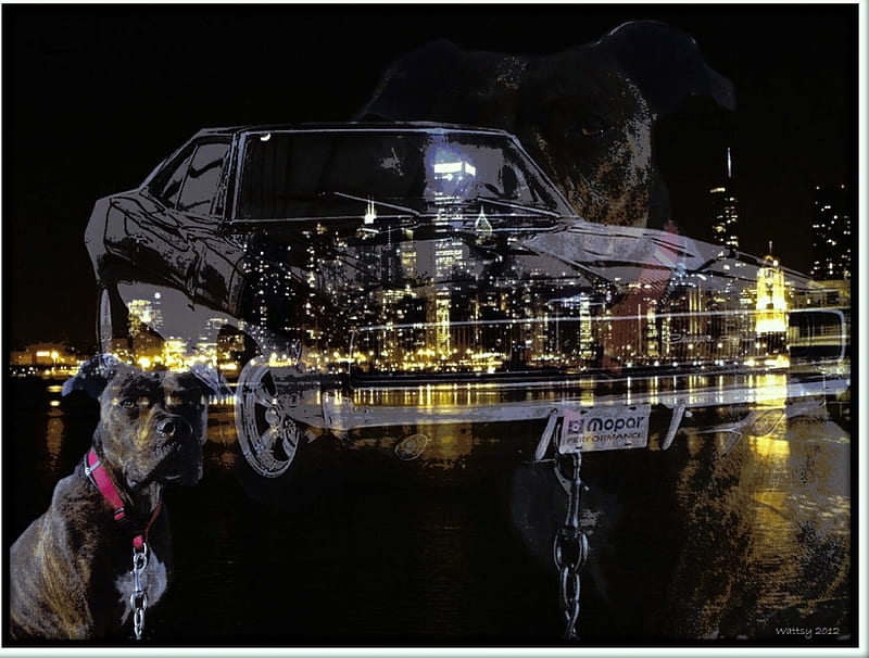 Chain the Power, water, city-lights, car, dog, HD wallpaper
