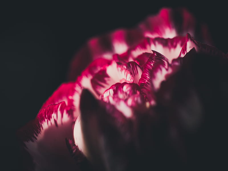 flower, petals, macro, red, white, HD wallpaper