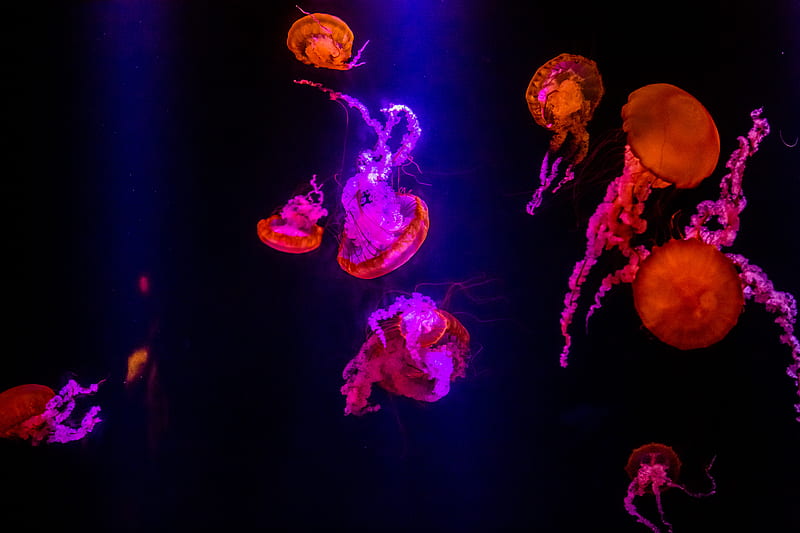 Jellyfishes Underwater , jellyfish, underwater, animals, graphy, HD wallpaper