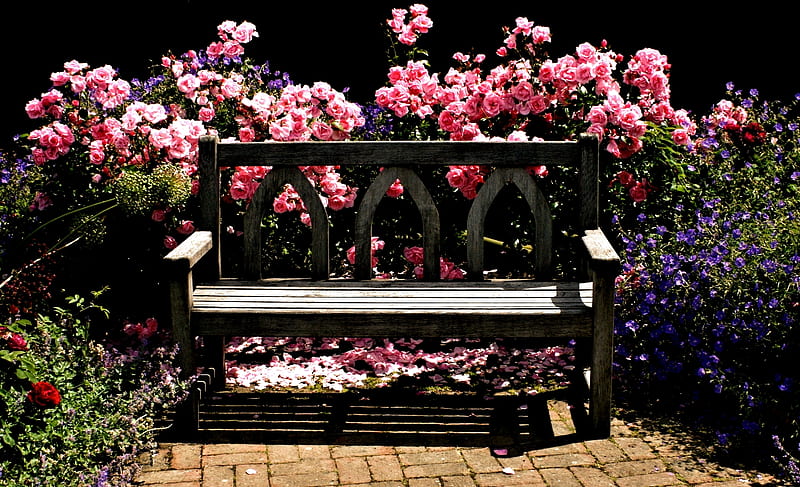 Bench in Garden, Garden, Flowers, Bench, Nature, HD wallpaper